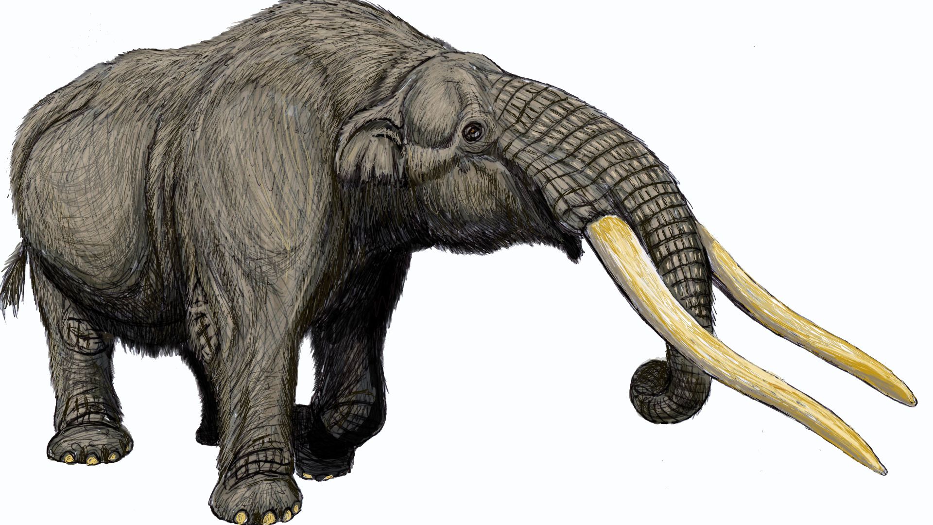 File:Cuvieronius hyodon2.jpg