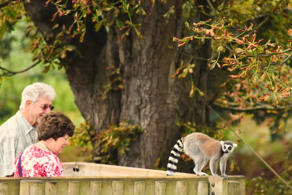 An elderly couple man and woman in a zoo