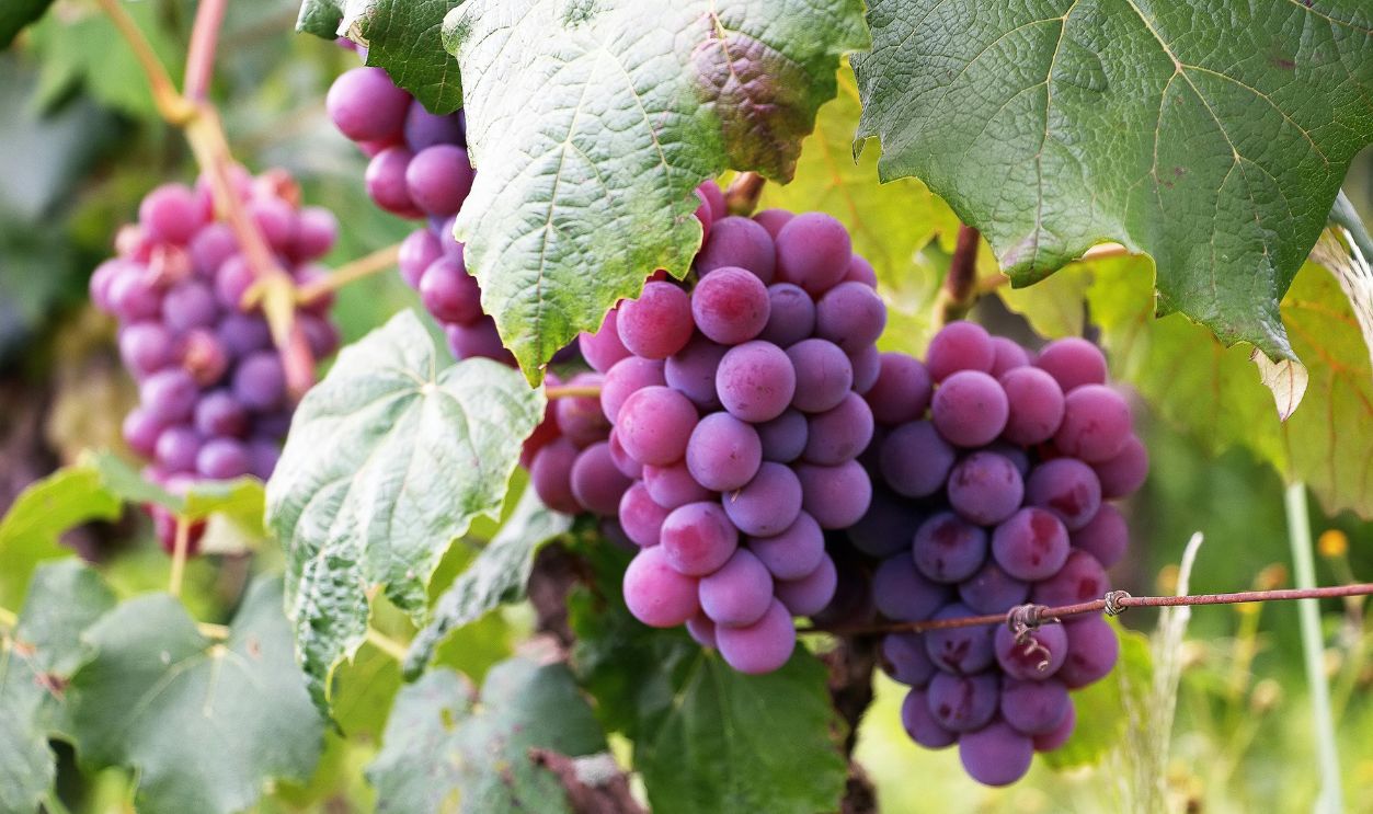 Grapes