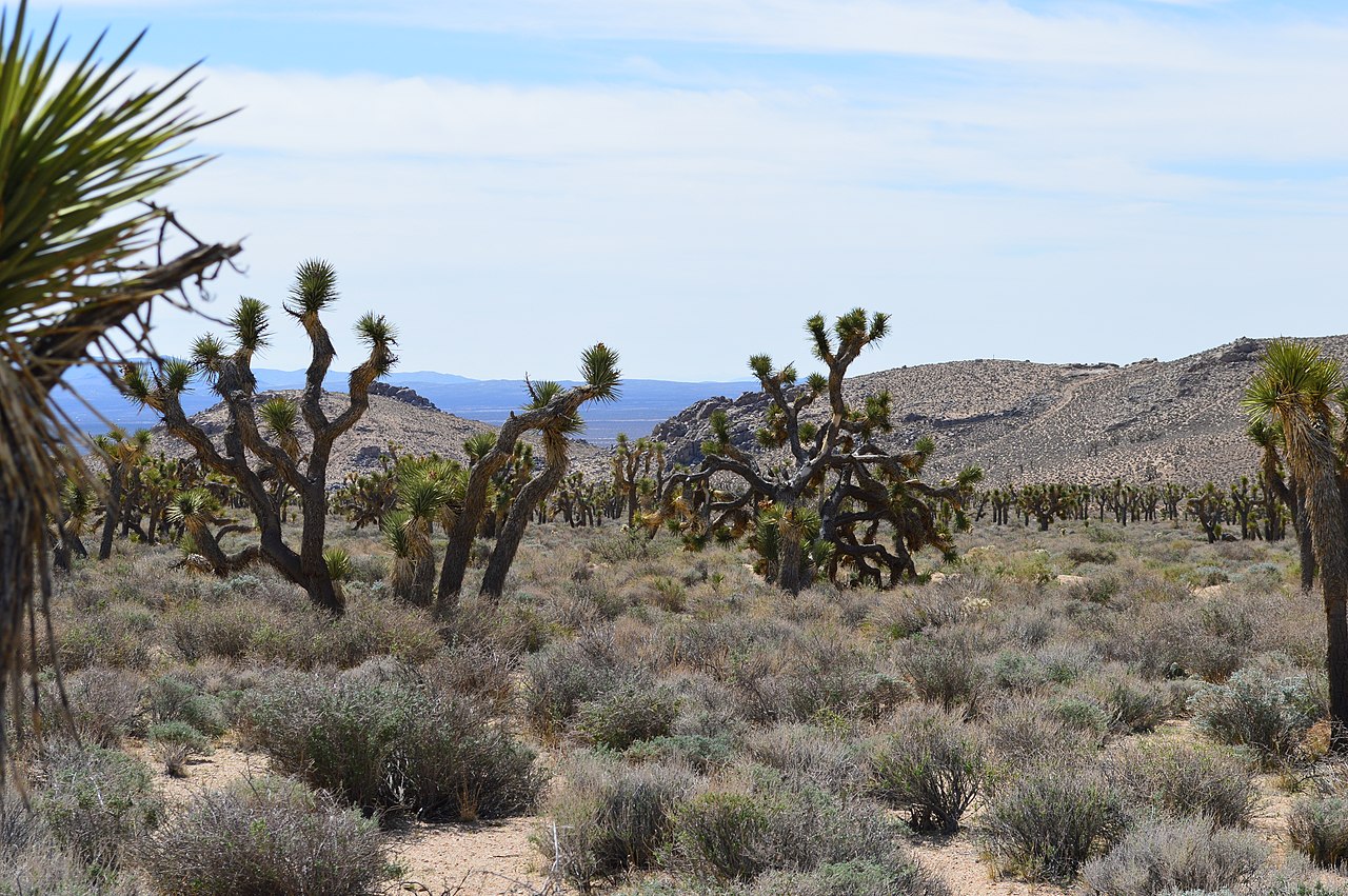 California Desert Landscape