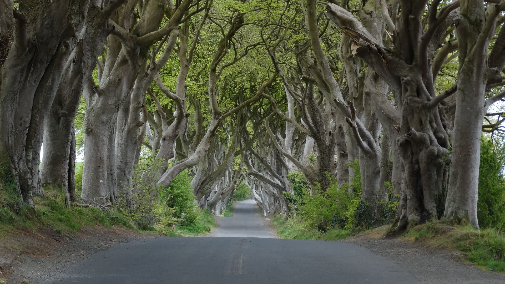 File:Dark Hedges near Armoy, Co Antrim.jpg
