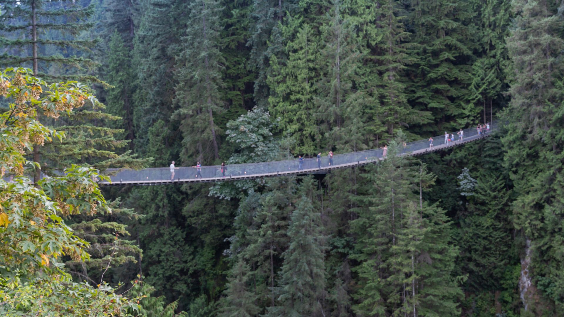 File:Capilano Suspension Bridge Vancouver Canada (42913545780).jpg