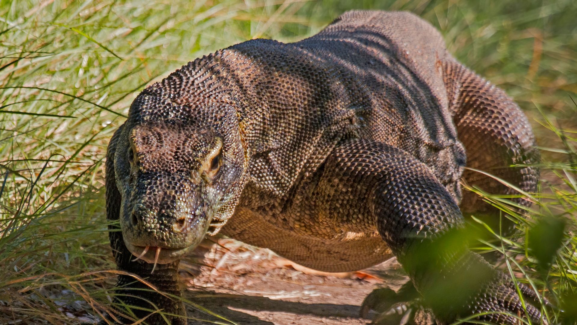 File:Komodo dragon (Varanus komodoensis) 4.jpg