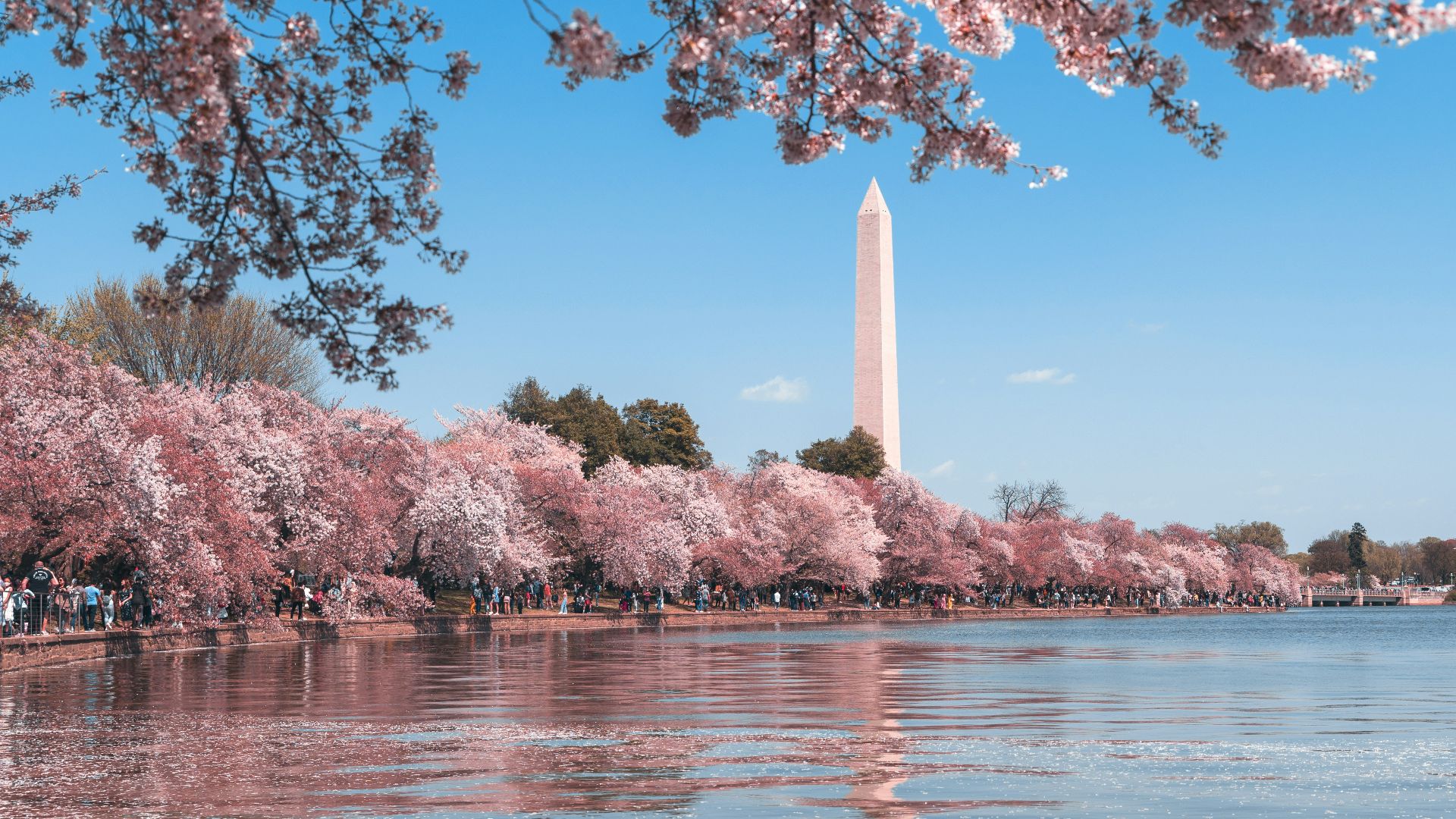 body of water near trees during daytime