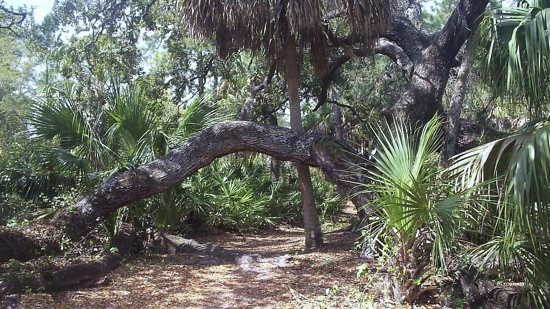 File:Caladesi trail oak.jpg