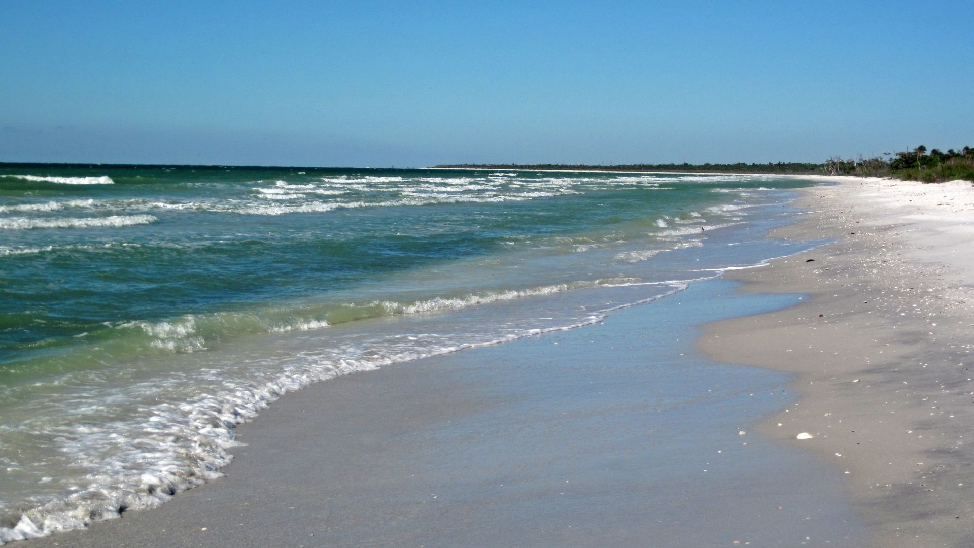File:Marine shoreline of Cayo Costa Island (Gulf of Mexico coast of Florida, USA) (23771084953).jpg