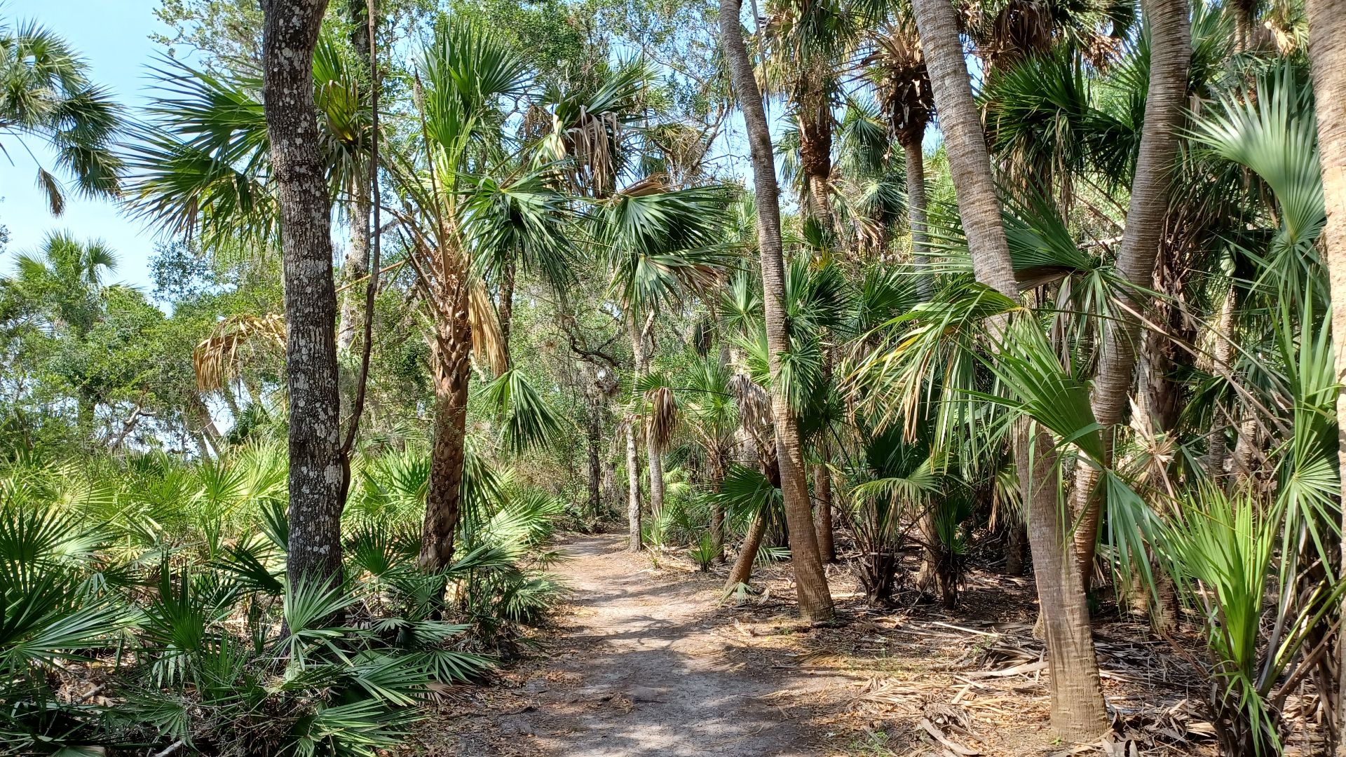 File:Trail in Myakka River State Park.jpg