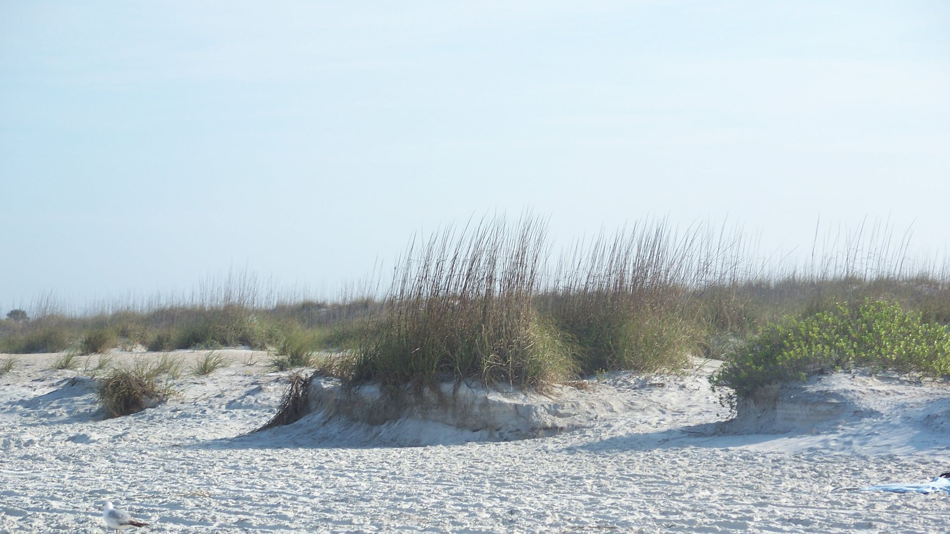 File:St Aug Anastasia SP dunes04.jpg
