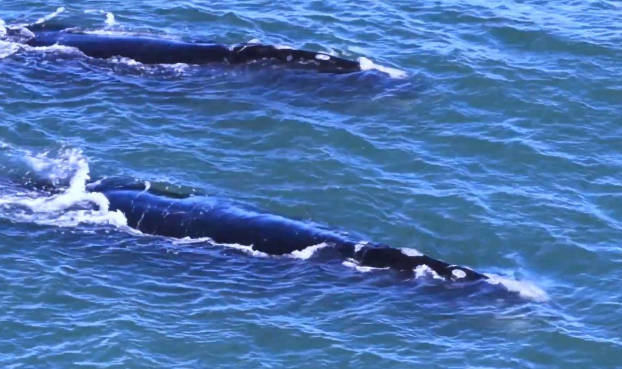 Koala and Curlew - Right Whale