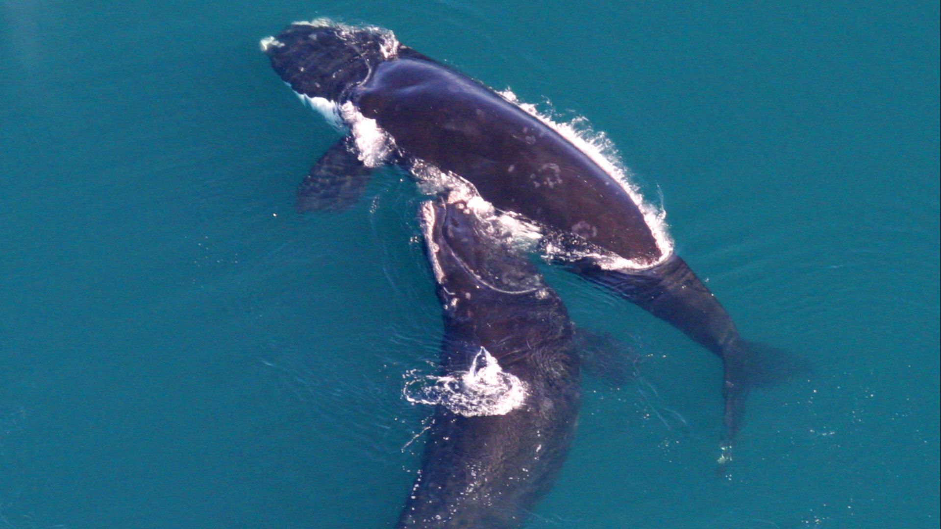 File:GRNMS - Right Whales (31361234602).jpg