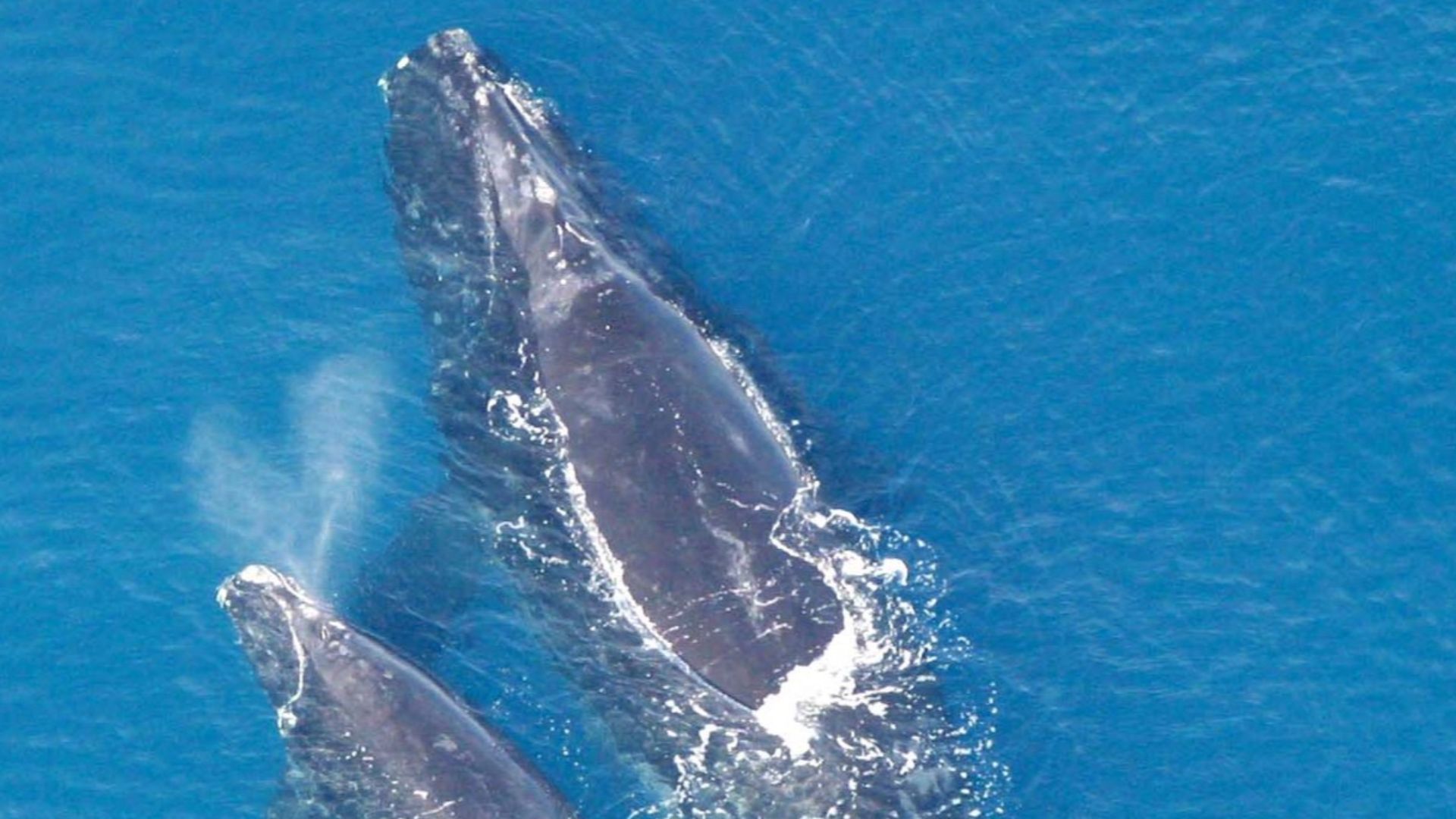 File:Eubalaena glacialis with calf.jpg