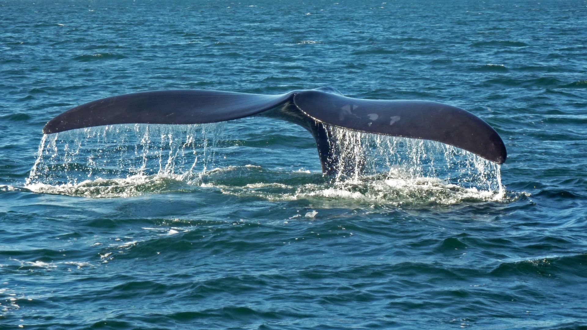 File:Southern right whale caudal fin-2 no sky.JPG