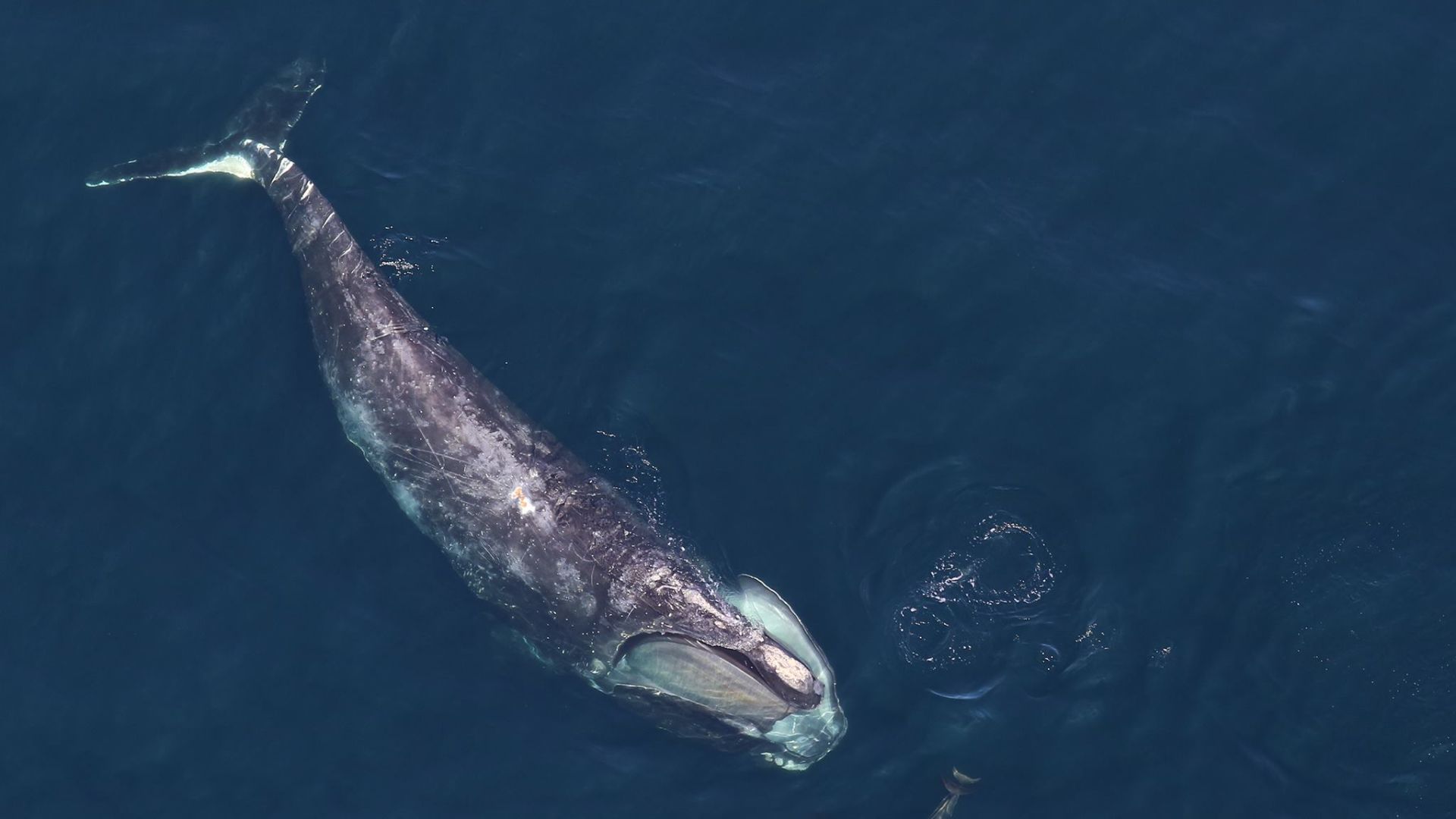 File:North Atlantic right whale - Earth Is Blue.jpg