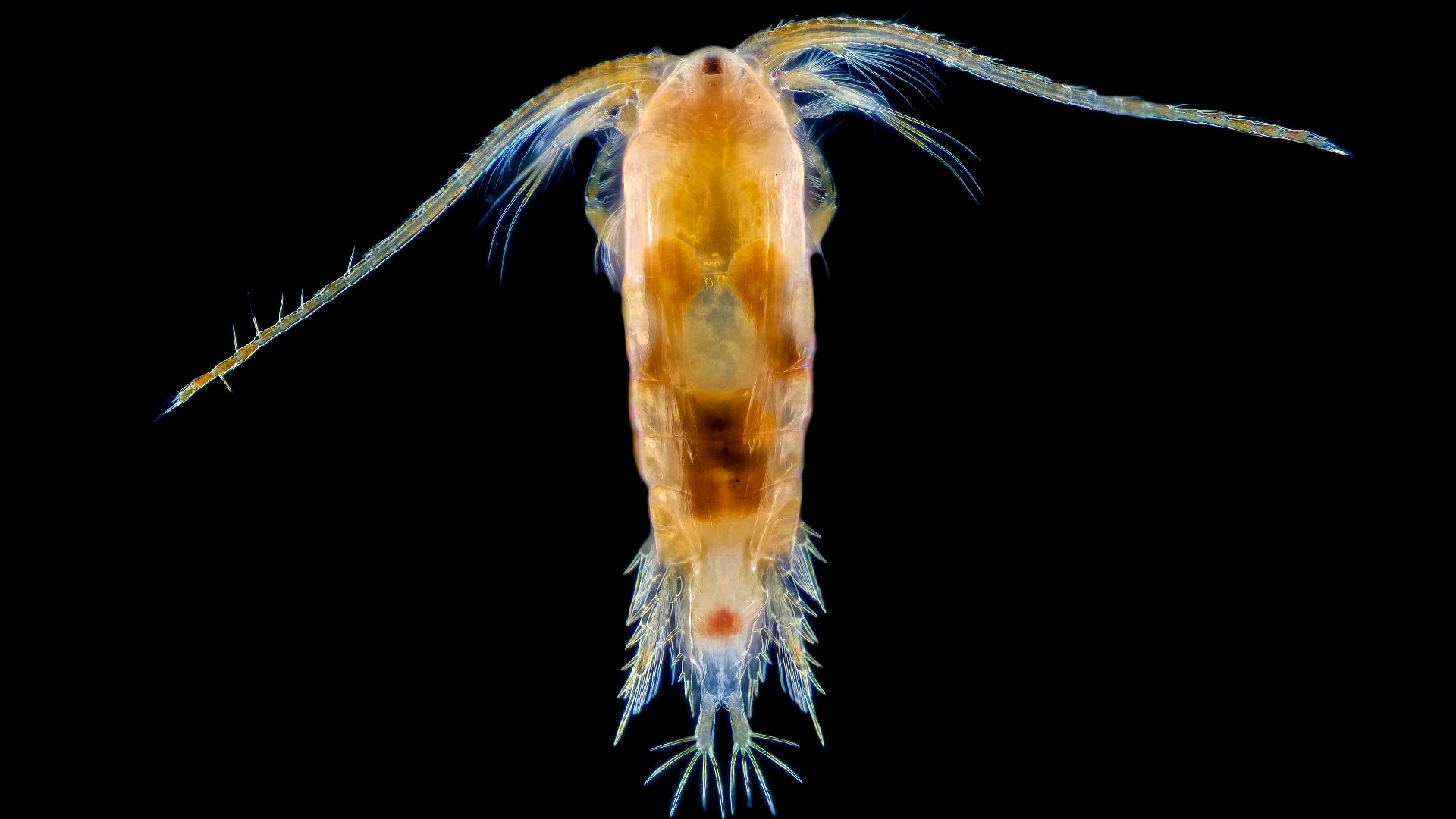 File:Copépodo Boeckella gracilis en campo oscuro.jpg