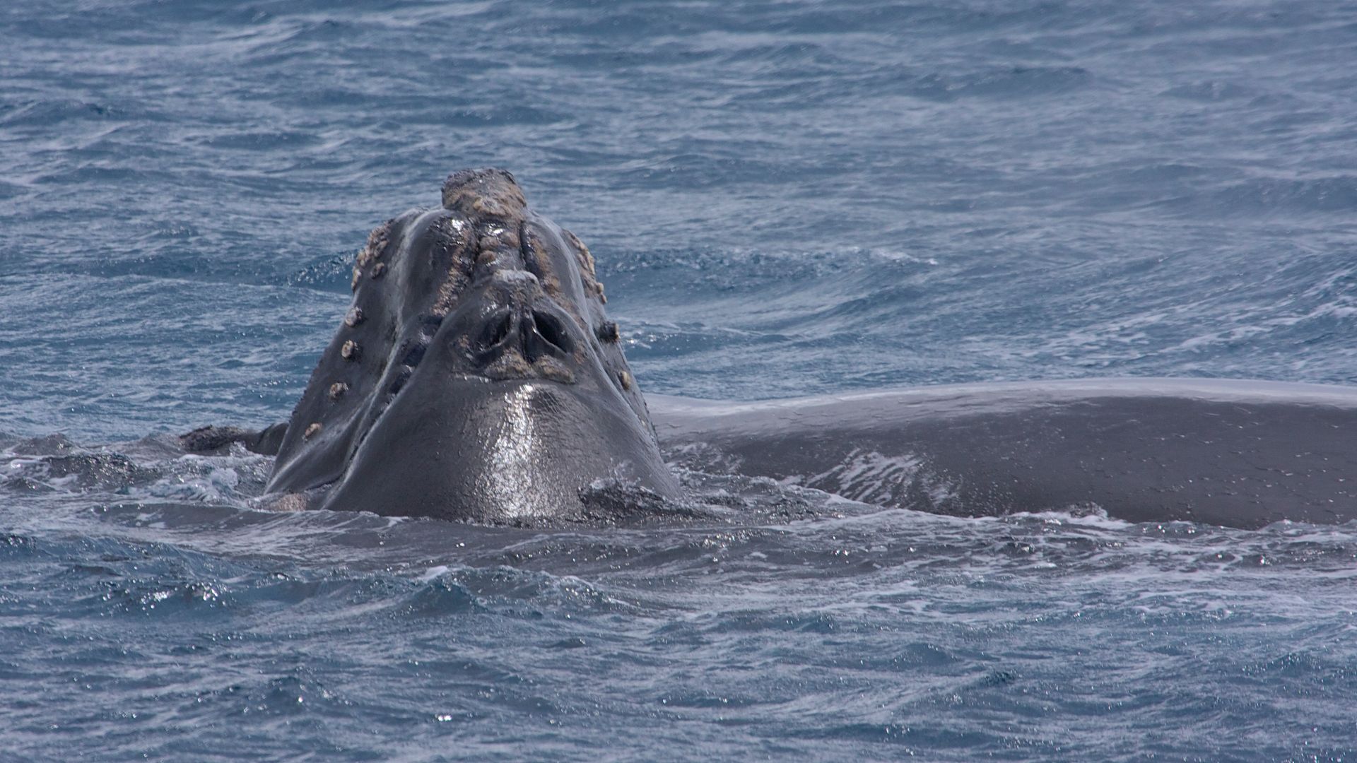 File:Southern Right Whale (Eubalaena australis) (16172696979).jpg