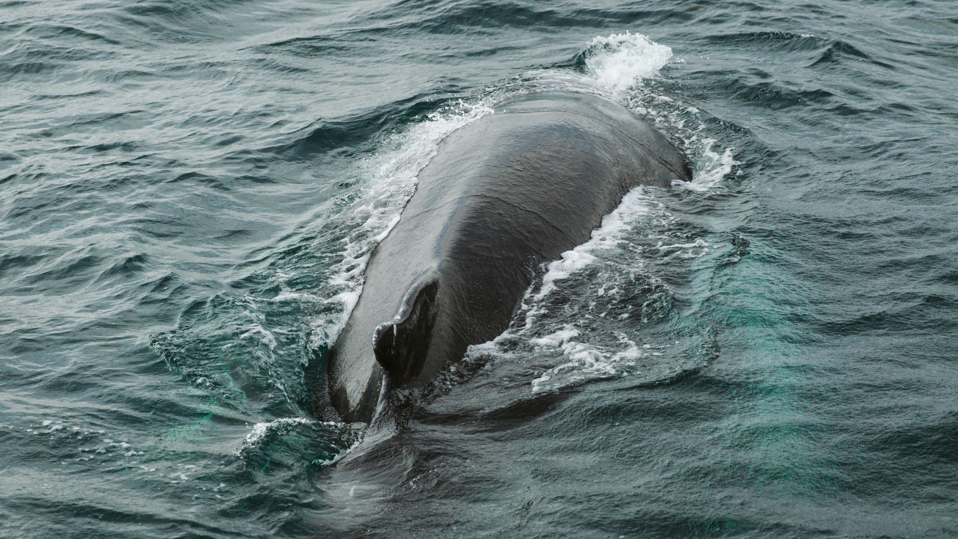black dolphin in the sea