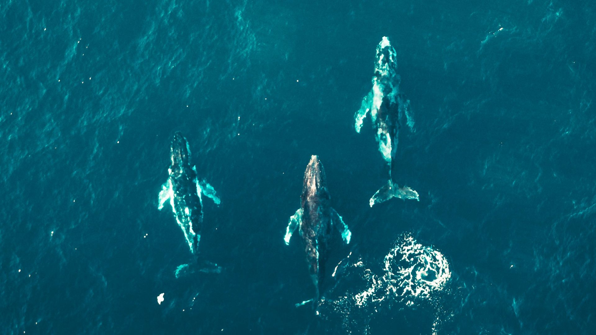 aerial view of person swimming in the sea
