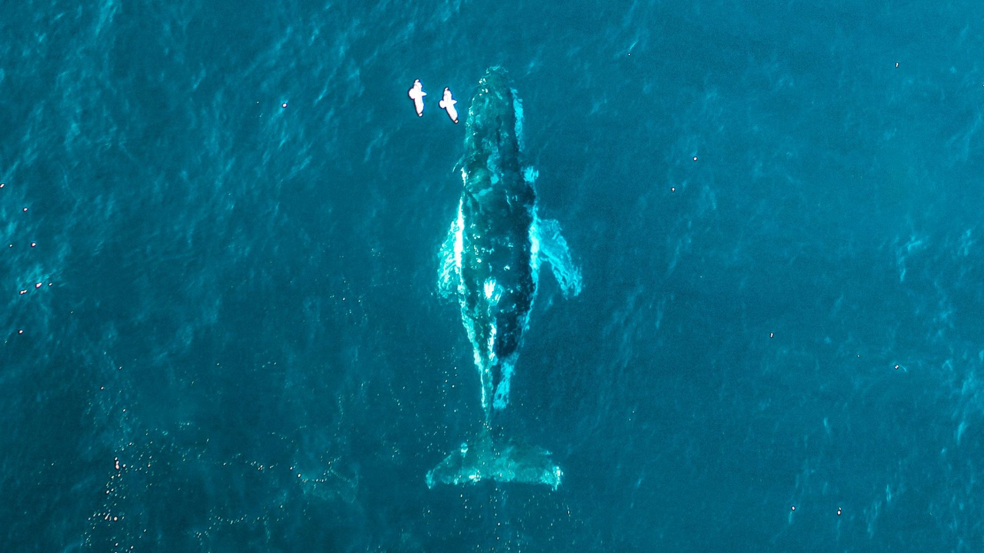 aerial view of person swimming in the sea