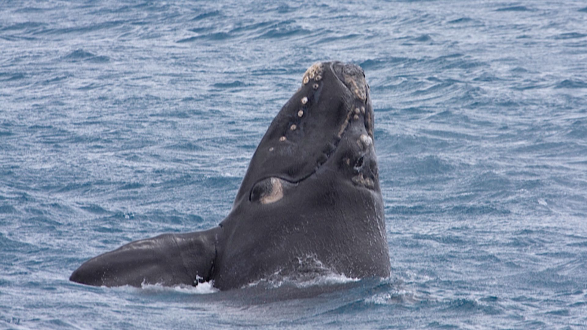 File:Southern Right Whale (Eubalaena australis) (16358018502).jpg