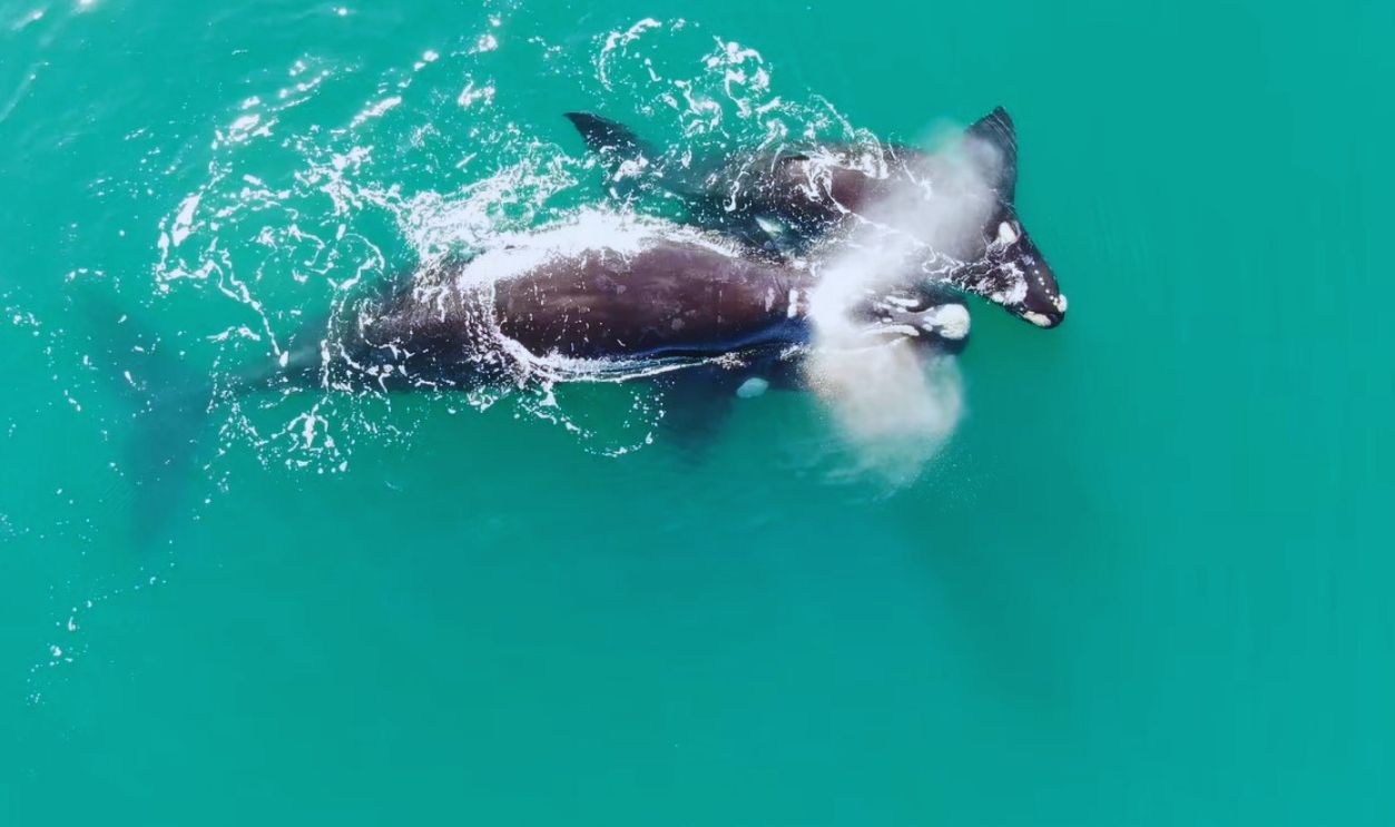 Southern right whales