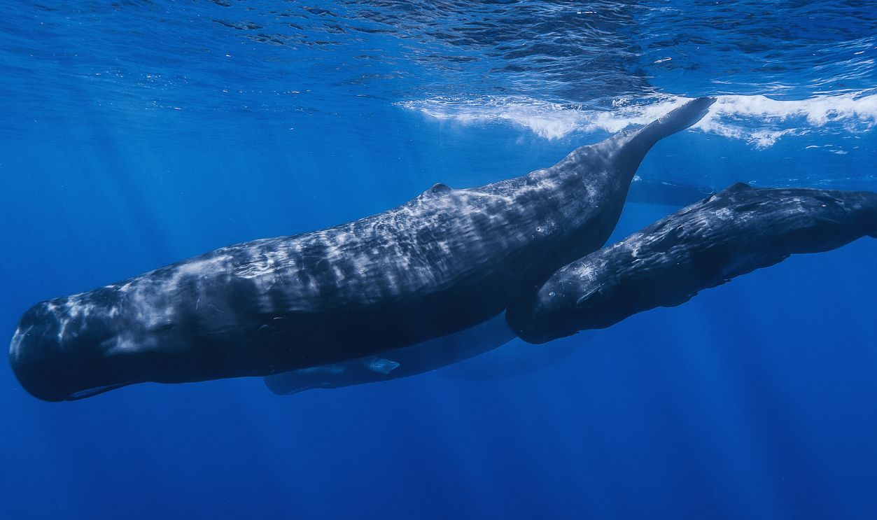 Sperm Whale
