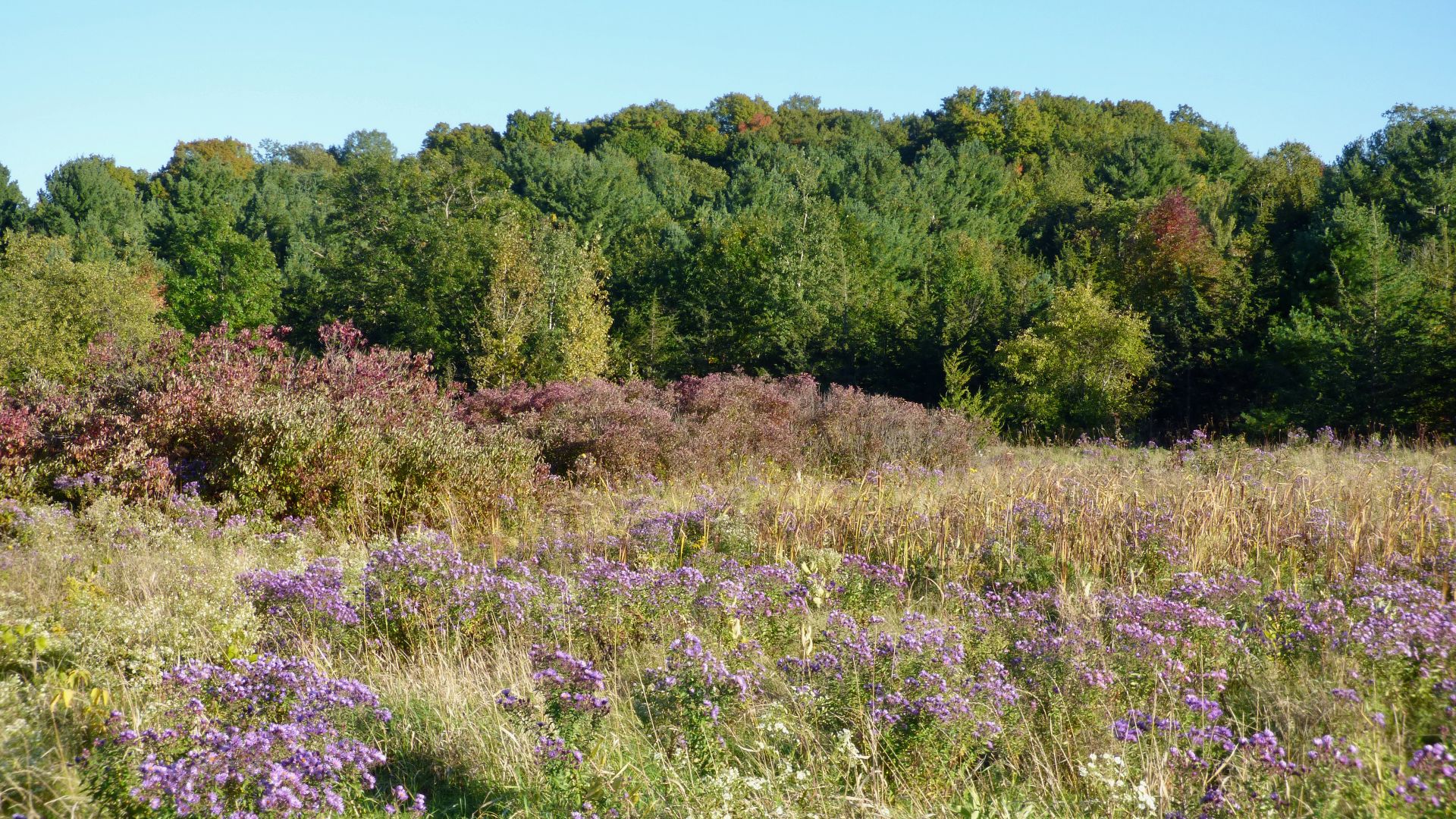 File:WheelerPark Asters SoBuVT 20220929.jpg