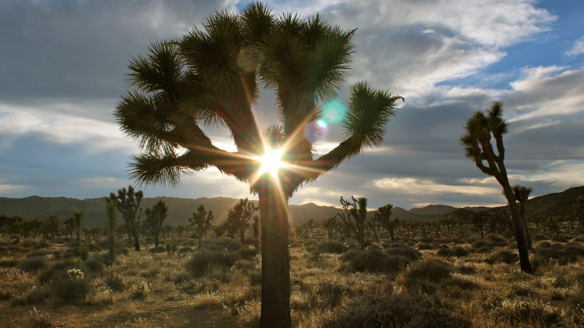 File:Grove of Joshua Trees at Joshua Tree National Park.jpg