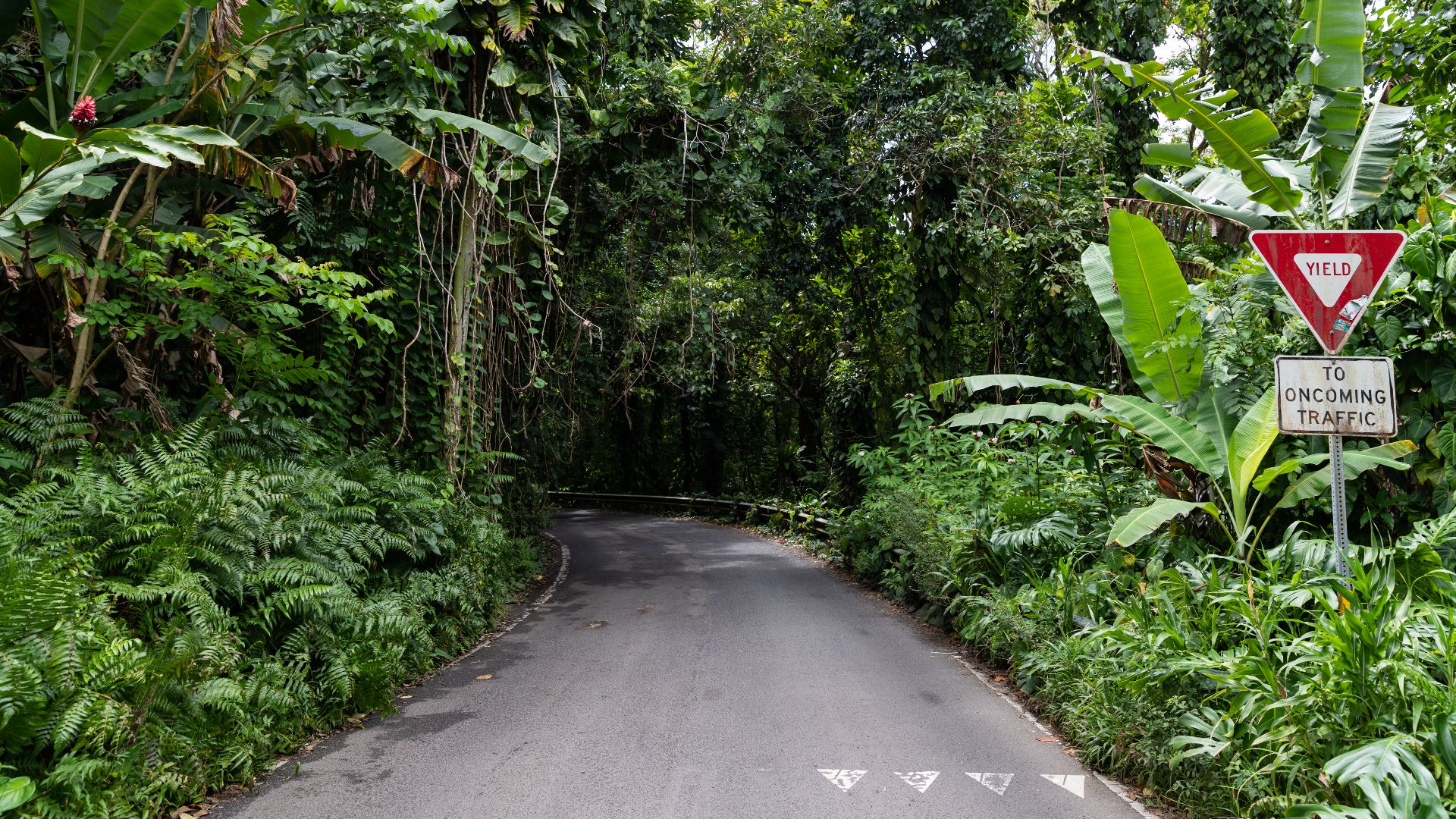 File:Tropical Road to Hana Maui Hawaii (44826914815).jpg