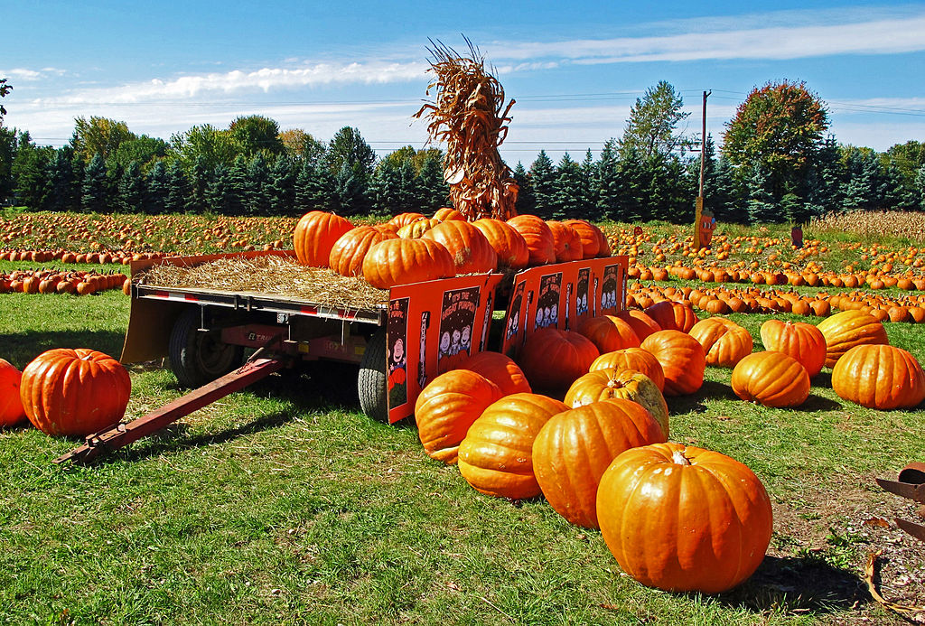 Photo of a Pumpkin Field