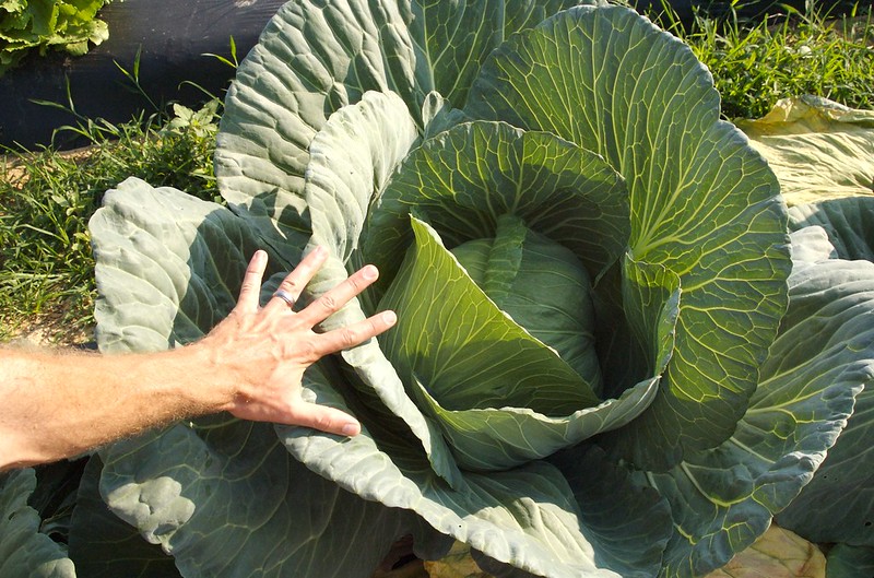 A giant cabbage