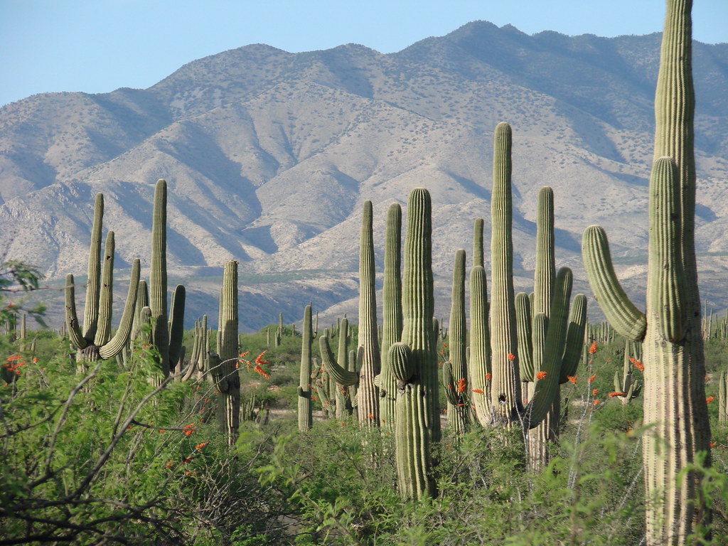 A saguaro cacti on Arizona