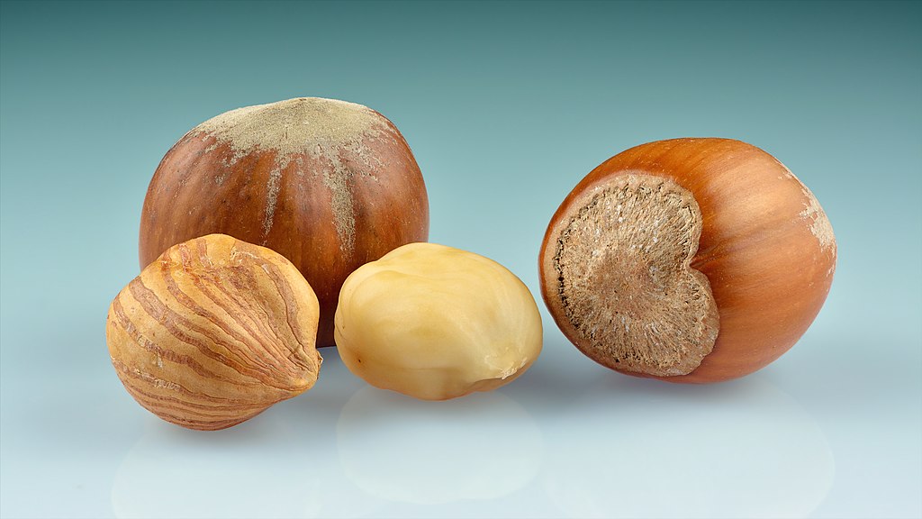 Hazelnuts (Corylus Avellana) 