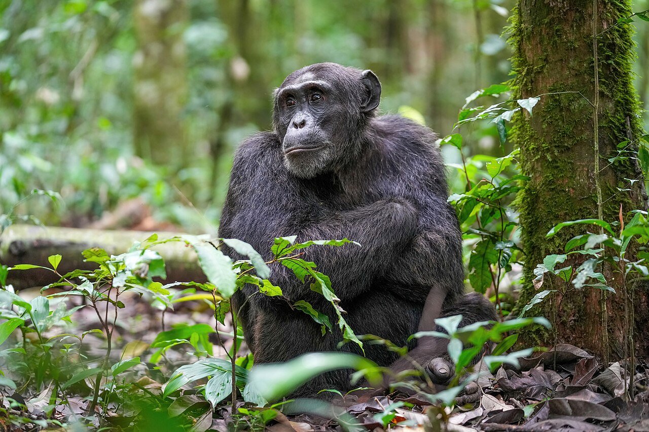 Alpha male chimpanzee at Kibale forest National Park
