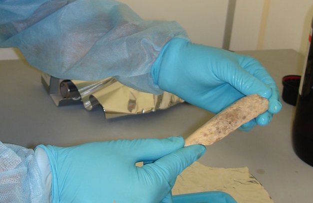 Geneticist extracting ancient DNA (2005 photograph)