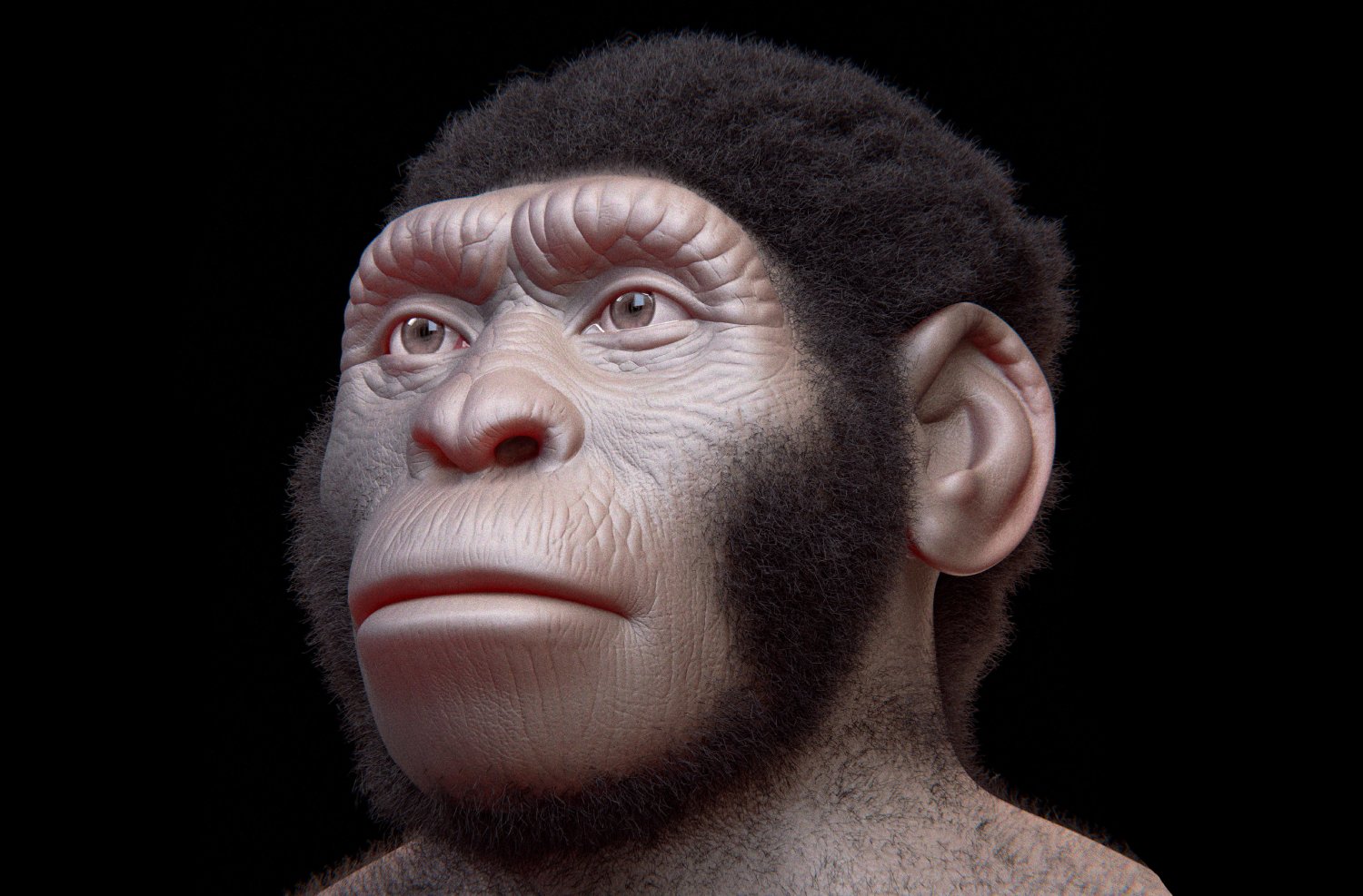 The Homo naledi facial reconstruction