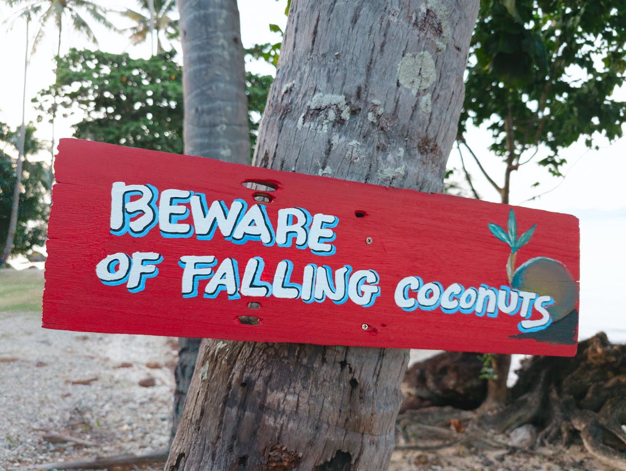 A sign that says beware of falling coconuts