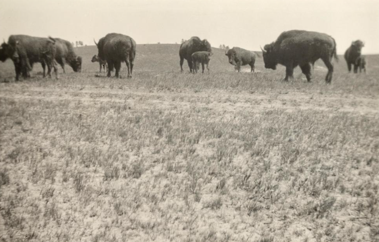 Farming Buffalo Herd