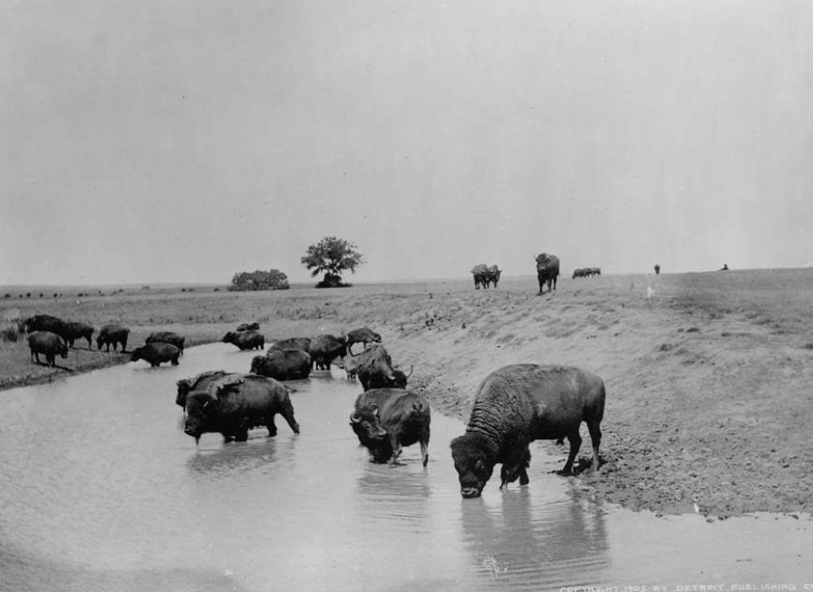 A buffalo stands in a body of water