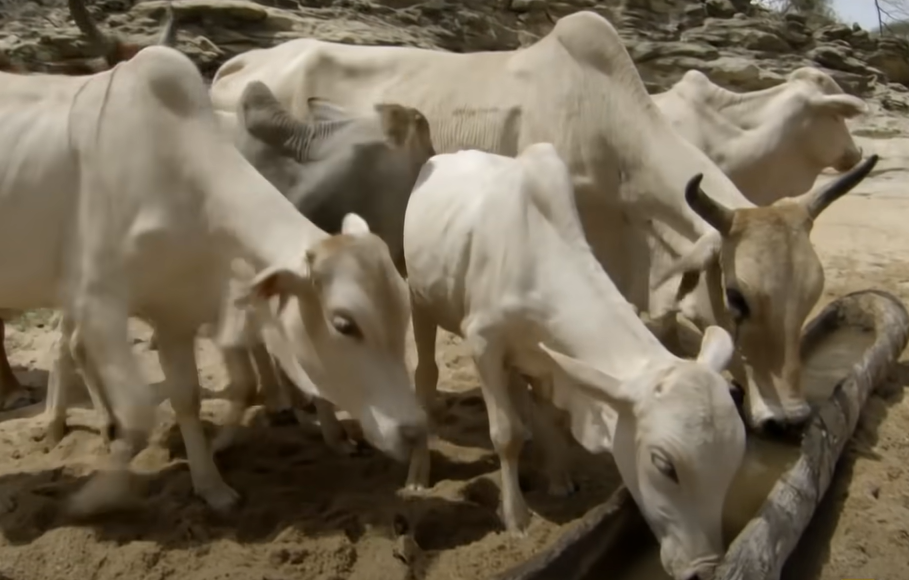 cattle of Samburu tribe