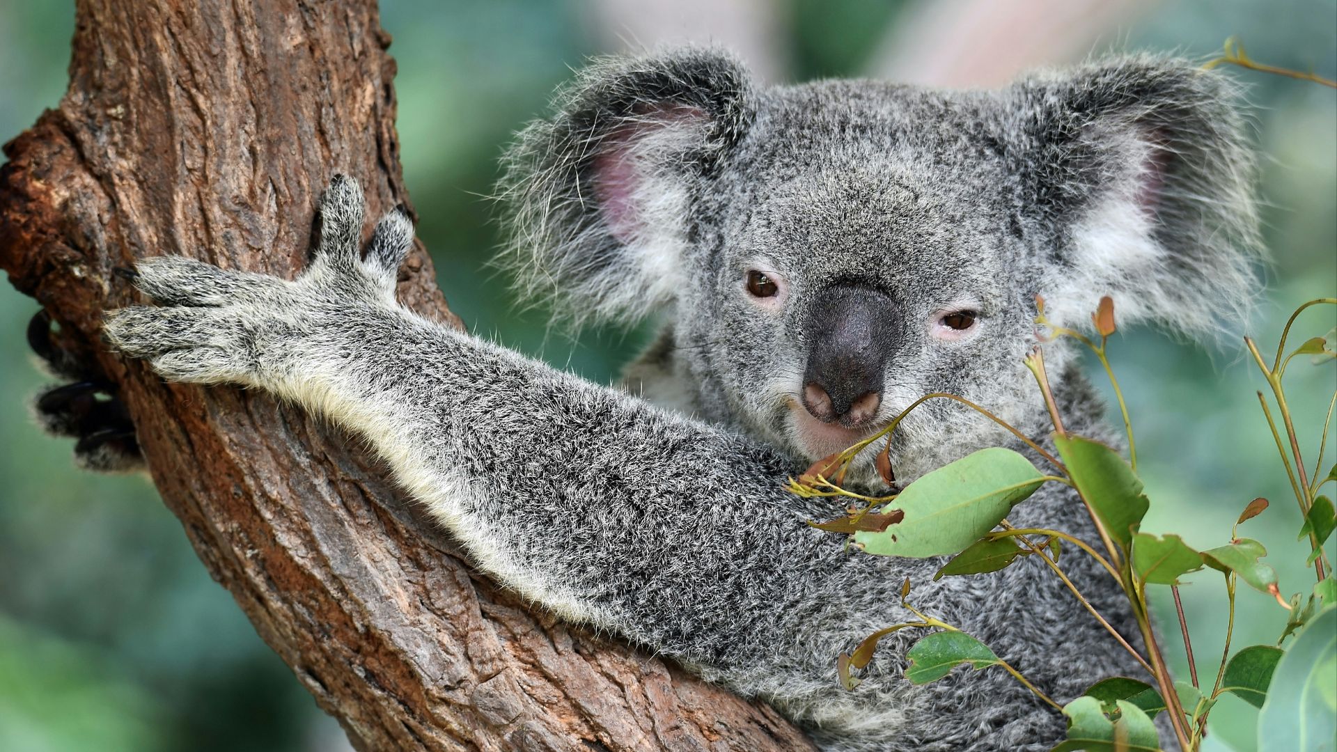 koala on tree