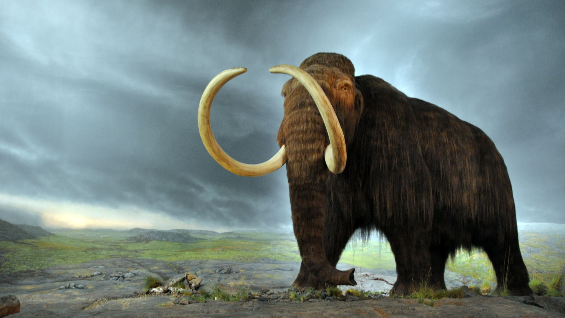 File:Woolly mammoth.jpg