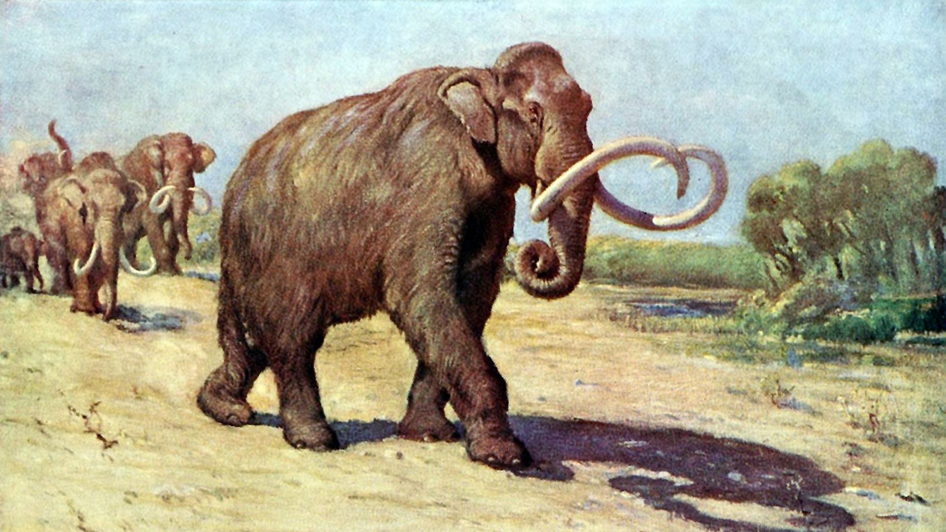 File:Columbian mammoth.jpg