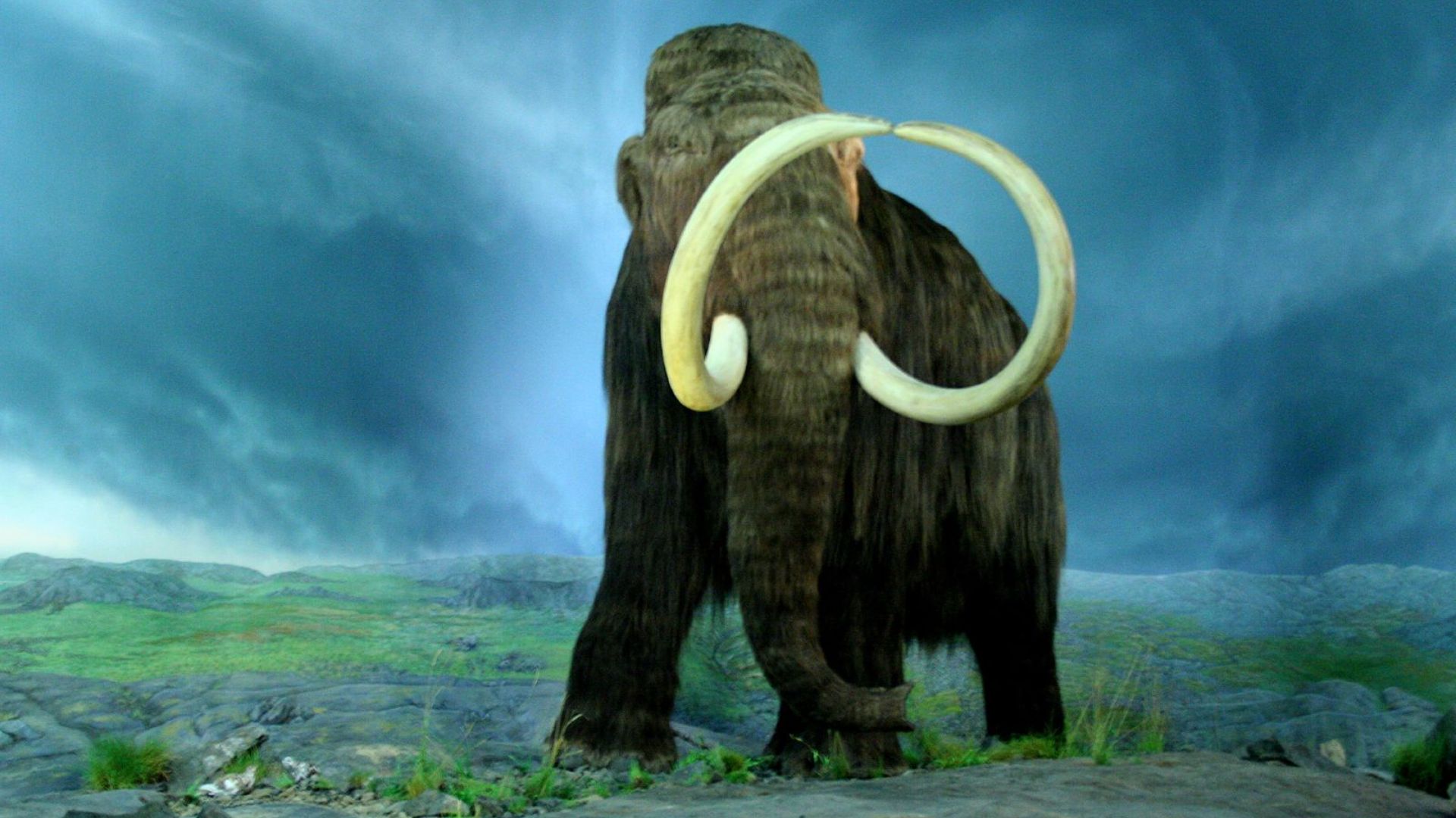 File:Wooly Mammoth-RBC.jpg