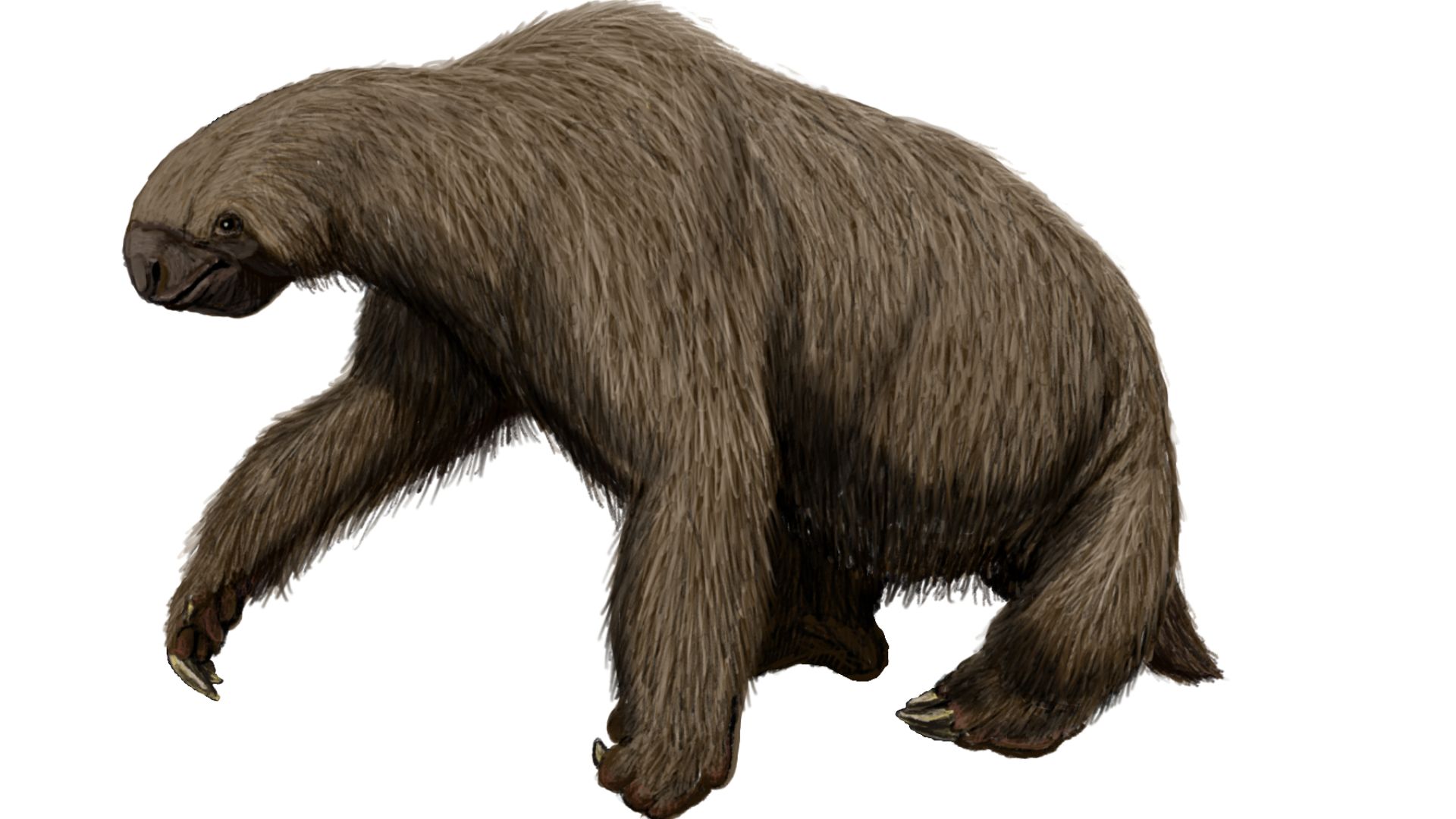 File:Megalonyx wheatleyi12.jpg