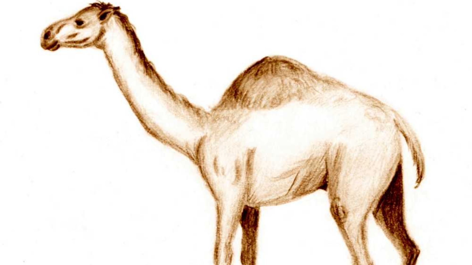 File:Camelops.jpg