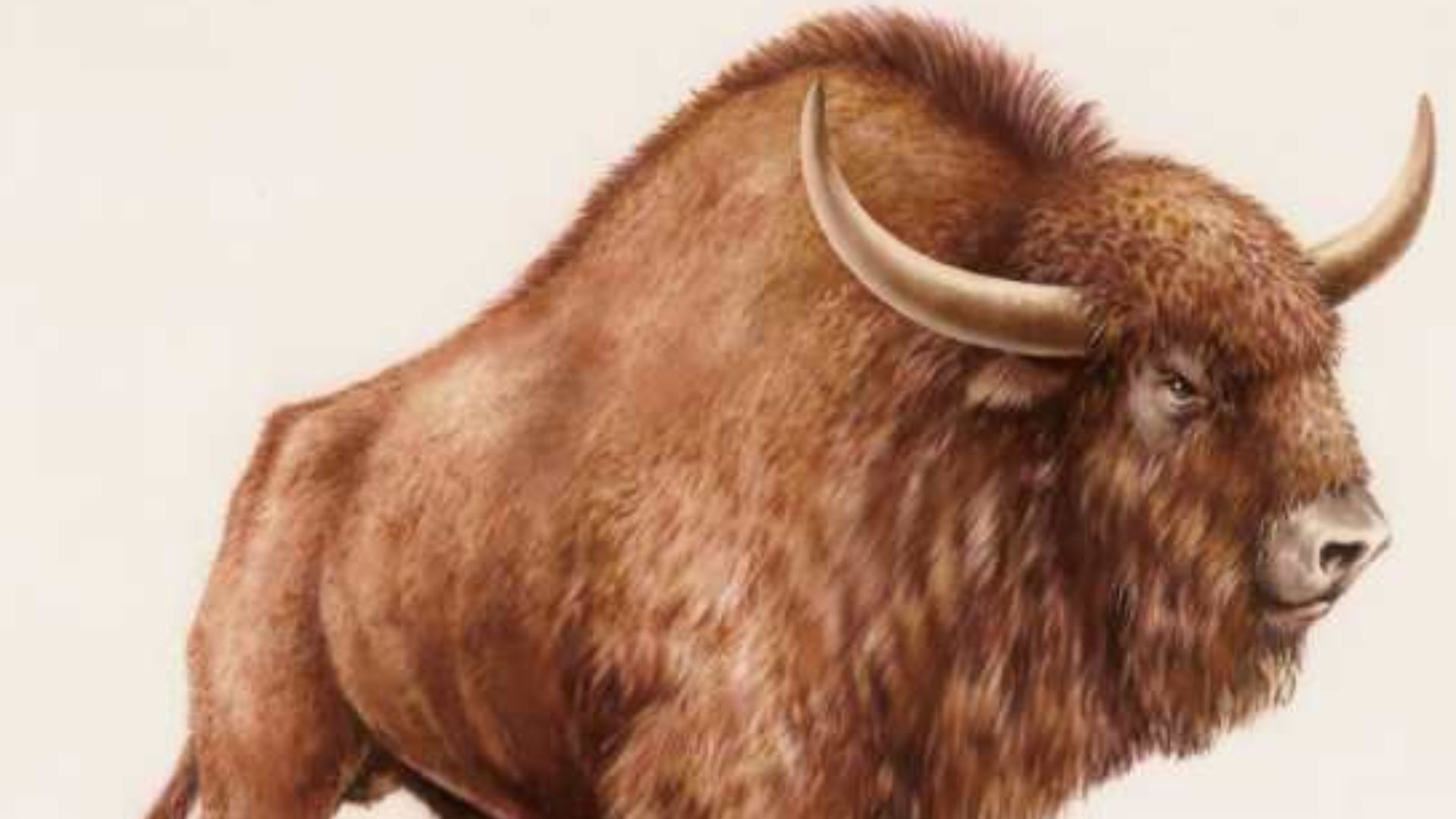 File:Prazubr rysunek 600.jpg