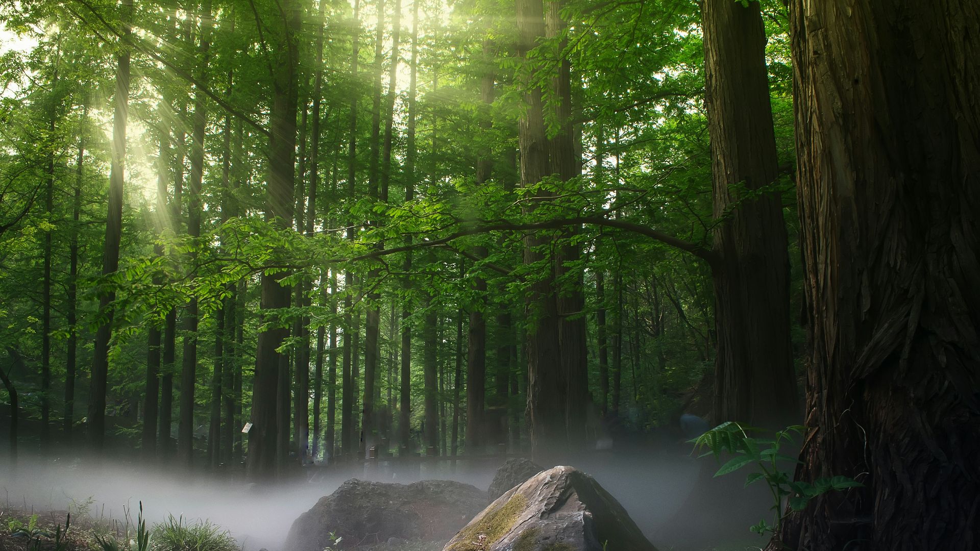 forest with green trees during daytime