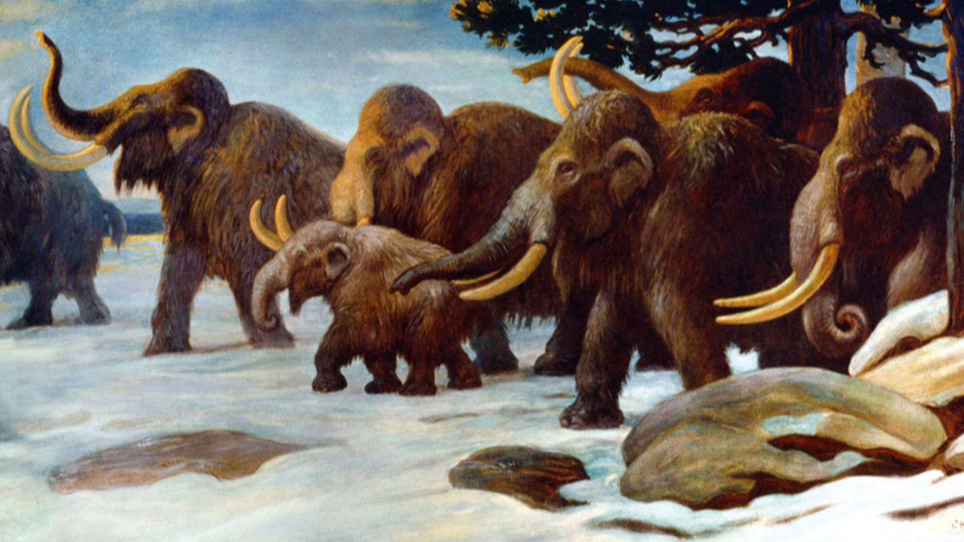 File:Wooly Mammoths.jpg