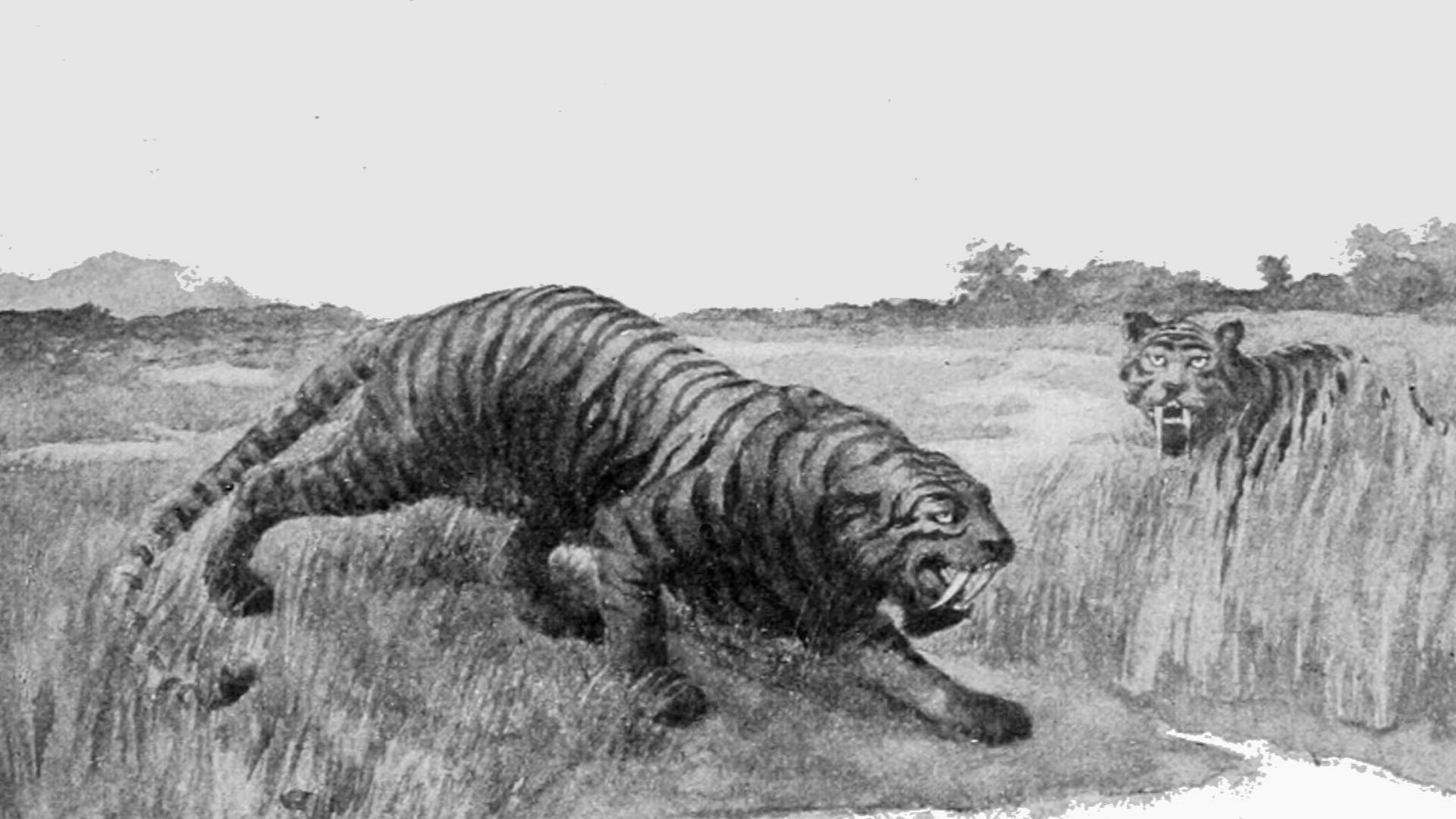 File:PSM V53 D365 Saber toothed cat hoplophoneus occidentalis.jpg