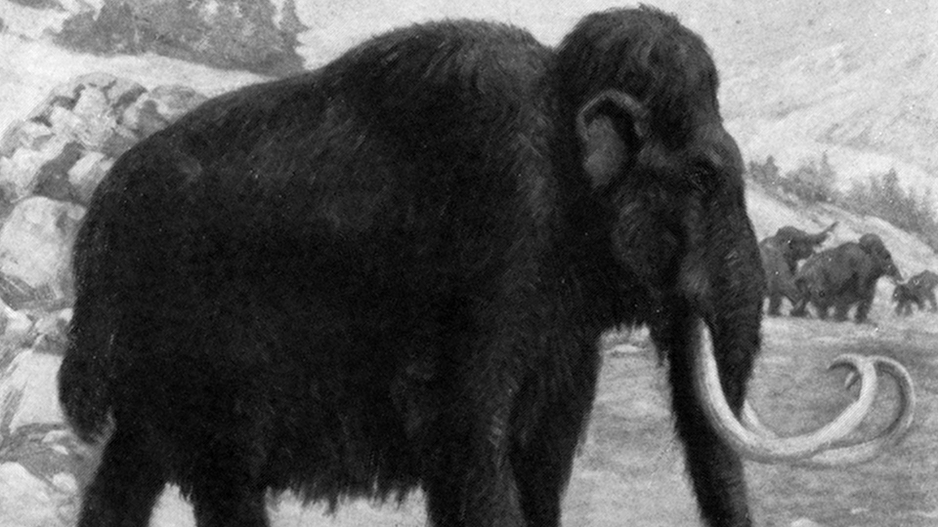 File:Woolly mammoths.jpg